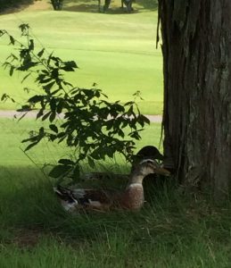 ゴルフ場のカモも木陰で休んでいます笑